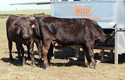 Product-Category-Beef-Stockfeed-MSM-Milling-online